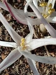 Gethyllis verticillata