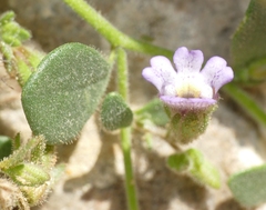 Chaenorhinum origanifolium