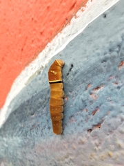 Papilio multicaudata multicaudata