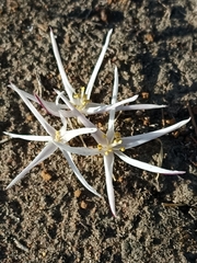 Gethyllis verticillata