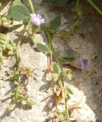 Chaenorhinum origanifolium