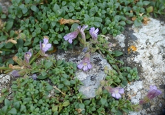 Chaenorhinum origanifolium