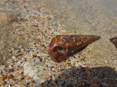 Turritella banksii