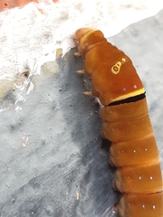 Papilio multicaudata multicaudata