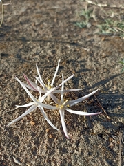 Gethyllis verticillata