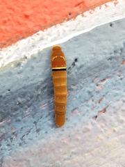 Papilio multicaudata multicaudata