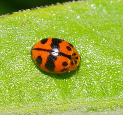 Harmonia octomaculata