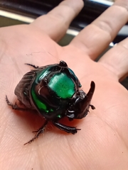 Oxysternon conspicillatum