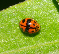 Harmonia octomaculata