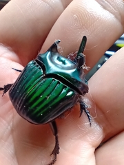 Oxysternon conspicillatum