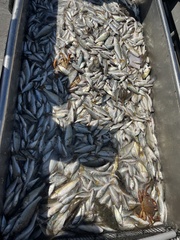 Genyonemus lineatus