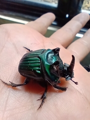 Oxysternon conspicillatum