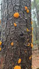 Dacrymyces chrysospermus