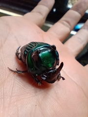 Oxysternon conspicillatum