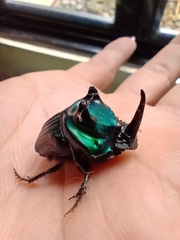 Oxysternon conspicillatum