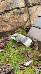 Cavia porcellus