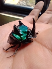 Oxysternon conspicillatum