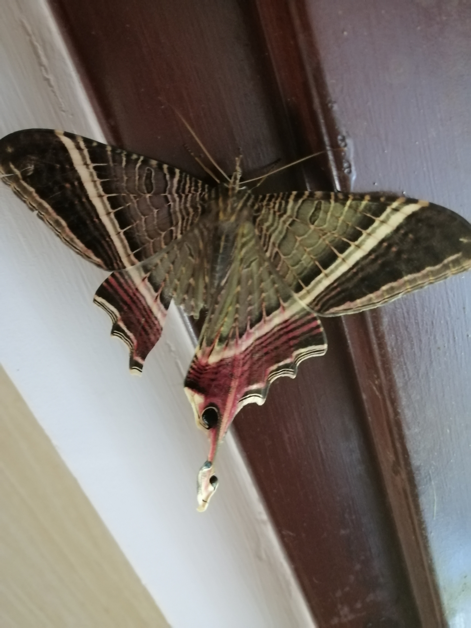 Nothus lunus Linnaeus, 1758