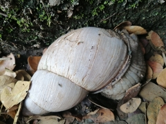 Megalobulimus oblongus