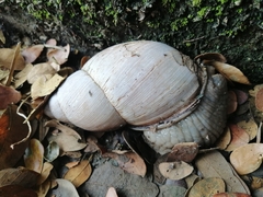 Megalobulimus oblongus