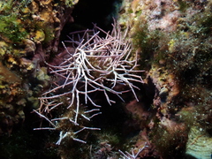 Amphiroa rigida