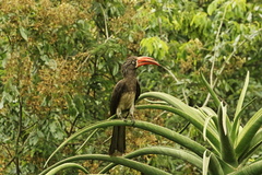 Lophoceros alboterminatus