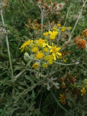 Jacobaea × albescens