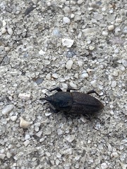 Sphenophorus venatus