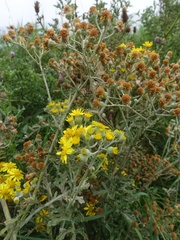 Jacobaea × albescens