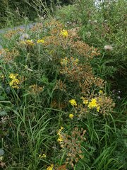 Jacobaea × albescens