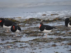 Haematopus leucopodus