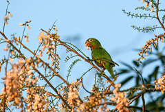 Eupsittula nana