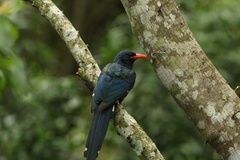 Phoeniculus purpureus