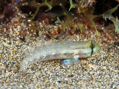 Gnatholepis thompsoni