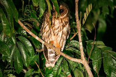 Strix virgata