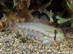 Gnatholepis thompsoni