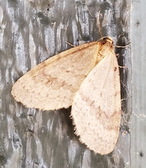Operophtera
