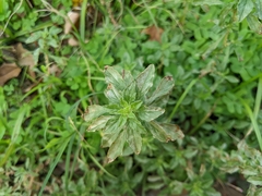 Amaranthus polygonoides