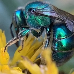 Paraugochloropsis