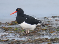 Haematopus leucopodus