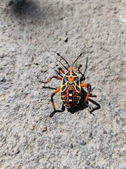 Pachylis nervosus