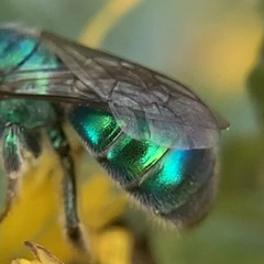 Paraugochloropsis