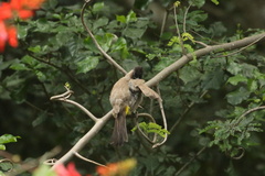 Pycnonotus barbatus layardi