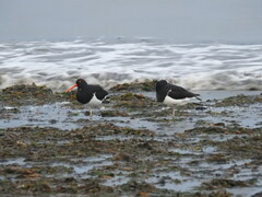Haematopus leucopodus