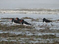 Haematopus leucopodus