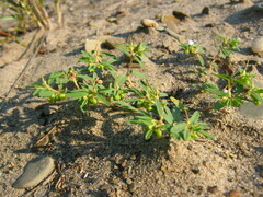 Euphorbia polygonifolia