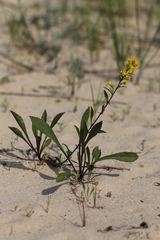 Solidago gillmanii