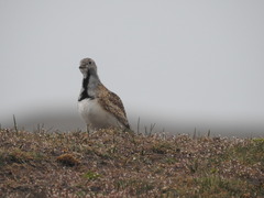 Thinocorus rumicivorus