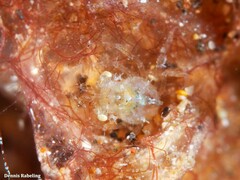 Acanthonyx lunulatus