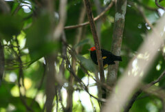 Ceratopipra mentalis